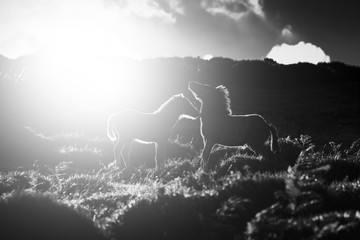 Upland Wild Ponies Black and White