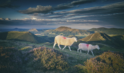 Sheep on Upland Heathland in Summer