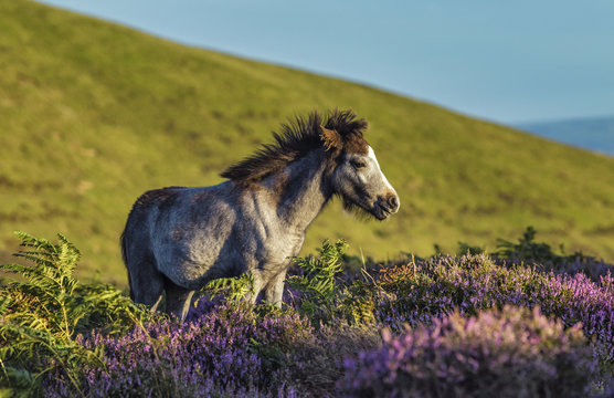 Cute Grey Foul Among Heather and Fern in Mountains
