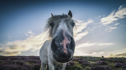 Portrait of Wild Pony