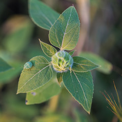 Bug on Unopened Sunflower Plant