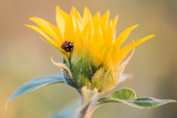Lady Bug on Sunflower