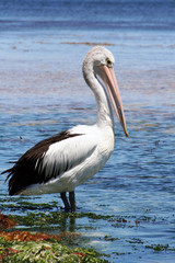 pelican