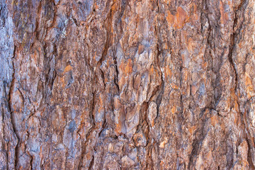Pine bark texture