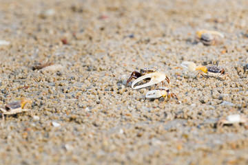 Fiddler Crab