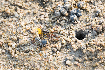 Fiddler Crab