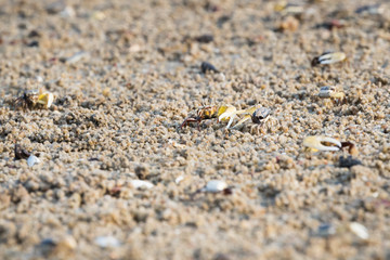 Fiddler Crab