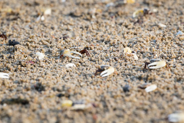 Fiddler Crab
