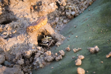 Fiddler Crab