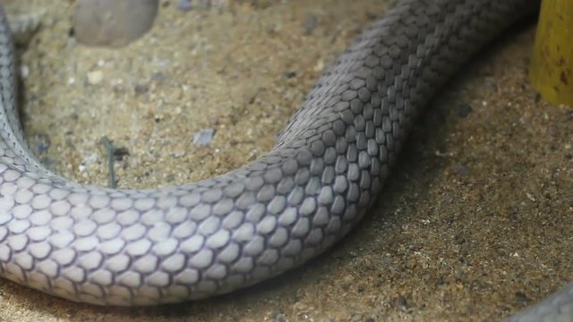 King Cobra snake crawling on sand