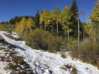 Autumn aspen trees in Colorado
