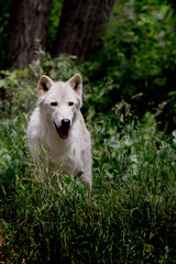 White Wolf