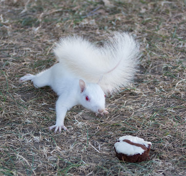 White Squarrel
