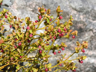 Fototapeta premium European blueberry bush with red flowers