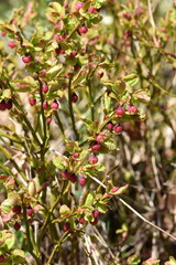 European blueberry bush with red flowers