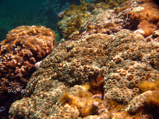 underwater brown coral