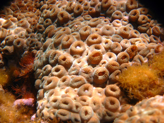 Naklejka na ściany i meble underwater brown coral