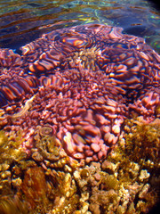 Pink coral underwater