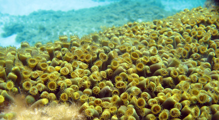 Fototapeta na wymiar Underwater green flora