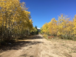 Autumn trees in Colorado