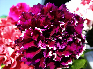 purple beautiful flower