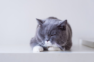 Gray British shorthair cats, indoors