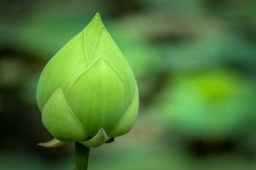 beautiful Thai lotus flower