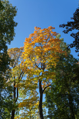 Autumn color maple foliage and blue sky
