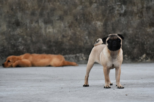 Fenny
