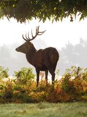 Red Deer (Cervus elaphus) stag silohuetted against light