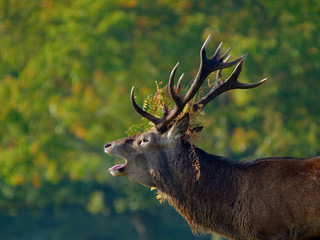 Red Deer (Cervus elaphus) stag roaring during rutting season