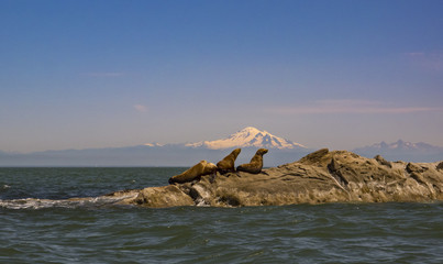 Sea Lions and Mount Baker
Four juvenile Steller Sea Lions hauled out on the Belle Chain Islets...