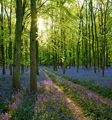 Sun filtering through woodland with carpet of bluebells  (Hyacinthoides non-scripta) in Hertfordshire England UK