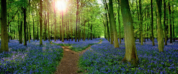 Sun filtering through woodland with carpet of bluebells  (Hyacinthoides non-scripta) in Hertfordshire England UK - 175789567