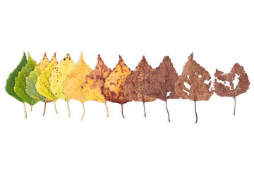autumn concept, age changes of leaves, aging stages, the birth death, drying, time flies