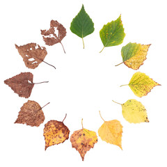 autumn concept, age changes of leaves, aging stages, the birth death, drying, time flies