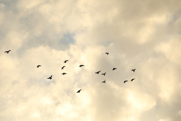 Obraz premium Ptaki na niebie