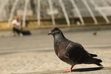 Pigeons Feeding On The Square