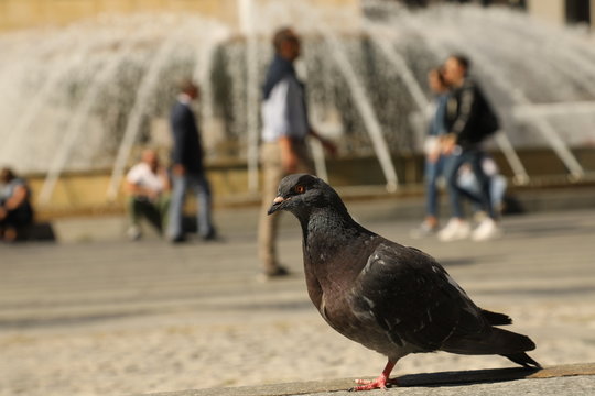 Pigeons Feeding On The Square