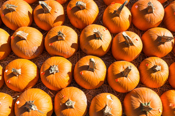 Rows of pumpkins ready for sale at a pumpkin patch in autumn.