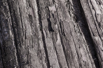 Fototapeta premium charred tree trunk