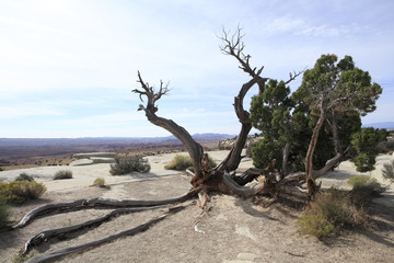 Fototapeta premium A stretching tree in Salt Wash View Area next to I-70 freeway