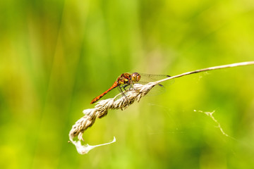 Blutrote Heidelibelle,  Sympetrum sanguineum, männlich