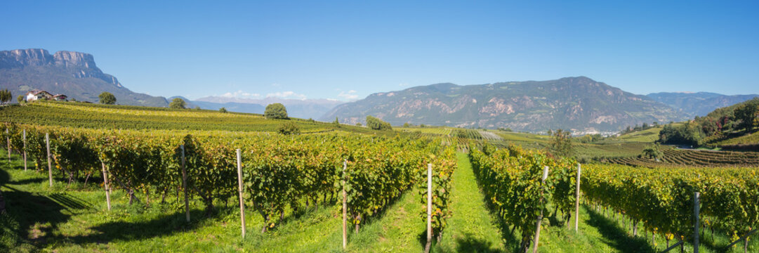 Landscape of the vineyards of the Trentino Alto Adige in Italy. The wine route