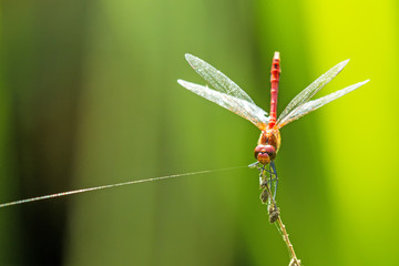Blutrote Heidelibelle,  Sympetrum sanguineum, männlich