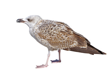 big Marine gull on white