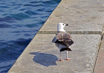 Marine gull on rest