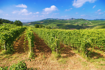 Fototapeta na wymiar Even rows of high-quality grapes growing on natural hills in Italy. Piedmont region near city Alba.