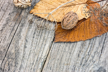 dry plants, withered autumn leaves and nuts on rustic wooden background