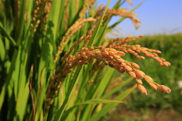 The autumn rice fields